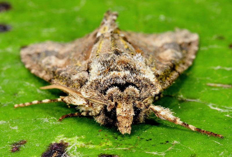 Quiz N8 - Allophyes oxyacanthae, Noctuidae